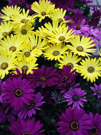 pařížské kopretiny